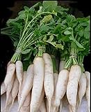 Radish. Japanese Minowase (Daikon) Radish Seed, Organic , NON-GMO, 50 seeds per package.