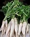 Radish. Japanese Minowase (Daikon) Radish Seed, Organic , NON-GMO, 50 seeds per package.