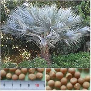 Visa Store Brahea Armata 25 Semillas Hespa C Rides Pm Hardy Amazon Es Jardin