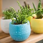 SJDZ Colourful Plastic Flower Pot Succulent Plant pots set of 5 For Home Office Garden Decoration (Five Color-Circular)