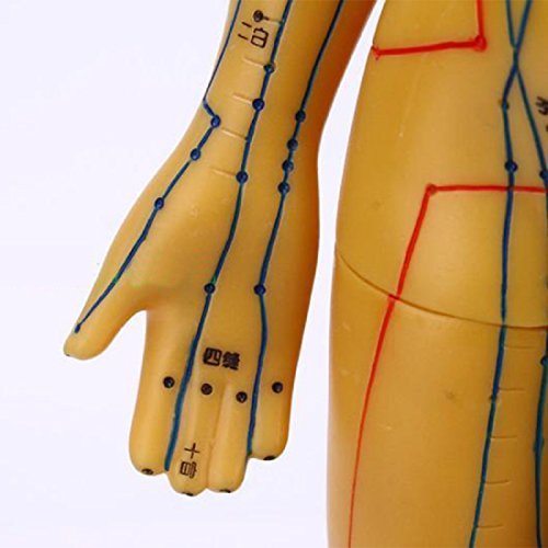 Tinsay Meridian Acupuncture Model With Base Human Acupuncture Anatomical Model with Acupuncture Points, Bronze Color Male Female 19" - Thumbnail 5