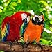 2020 Tropical Birds Calendar 16 Month 12 x 12 Wall Calendar by Bright Day Calendars (Bird Collection) (Tropical Birds 2019)