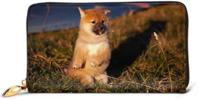 young shiba inu