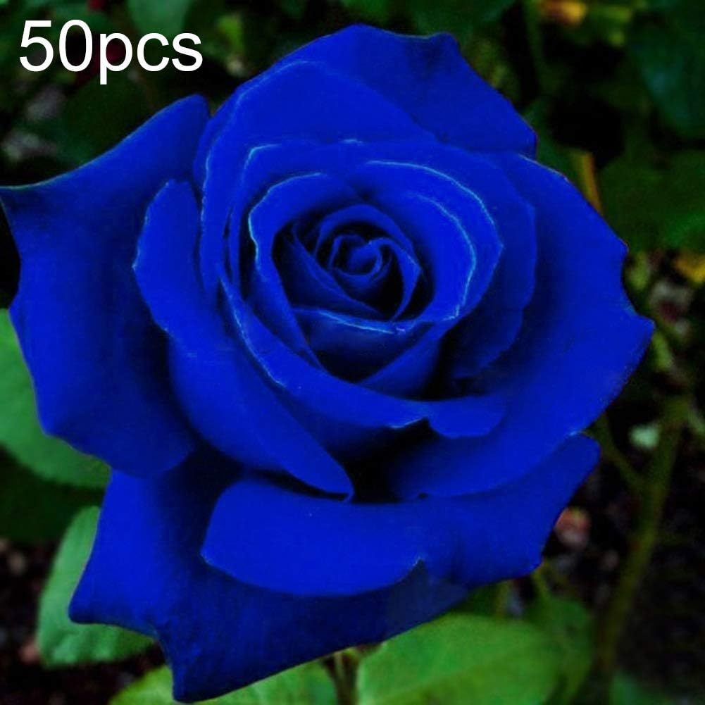 good01 50Pcs Blue Rose Flower Seeds | Ornamental Garden Flower Plants Bonsai Home Office Floral Decoration