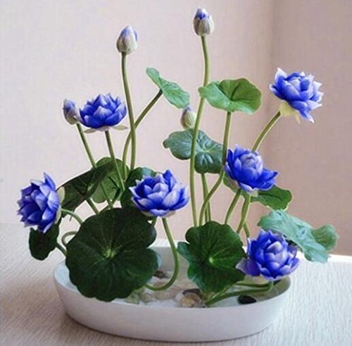 SPHTOEO 20PCS Blue Hydroponic Flowers Aquatic plant balcony indoor and outdoor potted flowers bowl lotus flowers
