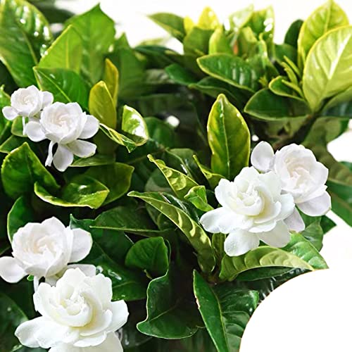 200+ Gardenia Seeds Cape Jasmine Flower Seed For Home Garden Planting