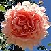 Stargazer Perennials Polka Rose Plant Potted Reblooming Fragrant Apricot Climbing Rose - Peach Flowers