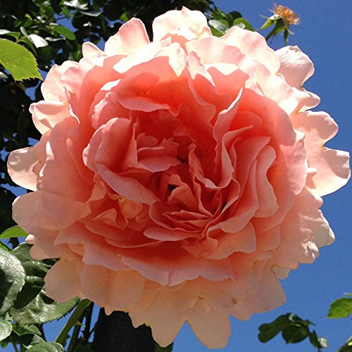 Polka Rose Bush Reblooming Fragrant Apricot Climbing Rose Grown Organic 4