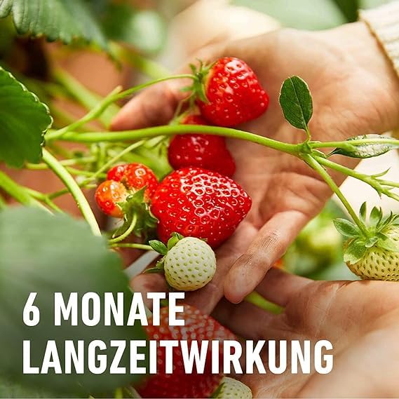 COMPO Beeren Langzeit-Dünger für Beeren, Obst und Feingemüse, Umweltschonendere Rezeptur, 6 Monate Langzeitwirkung, 2 kg, 45 m² 6