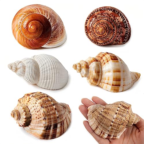 WeDoSoy Large Hermit Crab Shells