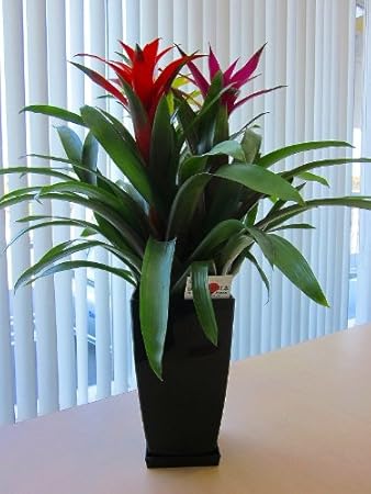 Amazon グズマニア ３色植え ２鉢セット トロピカルな空間を演出してくれるパイナップル科の植物です 高級観葉植物ですので ギフトとして大変喜ばれている人気商品です 開店祝い 新築祝い お歳暮などのギフトに最適です サンクライム 観葉植物