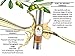 Argan Oil Shampoo and Hair Conditioner Set - Argan, Jojoba, Almond Oil, Peach Kernel, Keratin - Sulfate Free - Safe for Color Treated, Damaged and Dry Hair - For Women, Men, Teens and All Hair Types