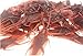 Bilipala Fake Cockroach Novelty Roaches Bugs Realistic Insects, Pack of 50