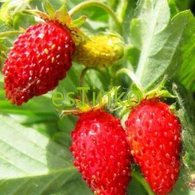 Amazon Co Jp 白鳥野生のイチゴの種子50個 バッグウッドランドストロベリー種子フルーツの種子おいしいフルーツホームガーデン盆栽植物ディ Kitchen Housewares