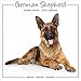 German Shepherd Calendar - Calendar German Shepherd - Dog Breed Calendars - Calendars 2019 - 2020 Wa by 