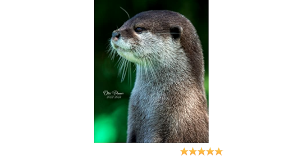 Otter Calendar 2023 Otter Planner 2022-2023: Daily, Weekly And Monthly Planner | Otter 2022-2023  Planner | Calendar And Organizer | 2022 – 2023 Two Year Planner | 24 ...  Sized, 263 Pages | Cute Otter Cover Design: Gifts, Otter: 9798491102143:  Amazon.com: Books