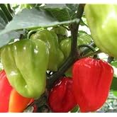 Sweet Pepper "Aji Dulce # 2"-(10 Seeds)Venezuelan Heirloom,Sweet,Flavorful -Rare