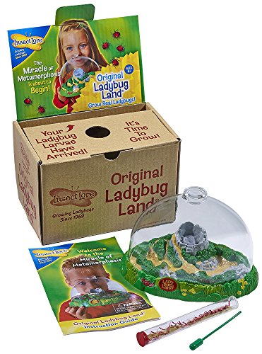 Insect Lore Live Ladybug Growing Kit Toy - Baby Ladybug Larvae to Adult Ladybugs -SHIP NOW