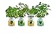 Back to the Roots Garden-in-a-Can Grow Organic Herbs 4 Pack Variety Basil/Cilantro/Dill/Mint.  DIY Indoor Organic Herb Growing Kit. Grow Edible Herbs in Your Home. Perfect Cooking Gift