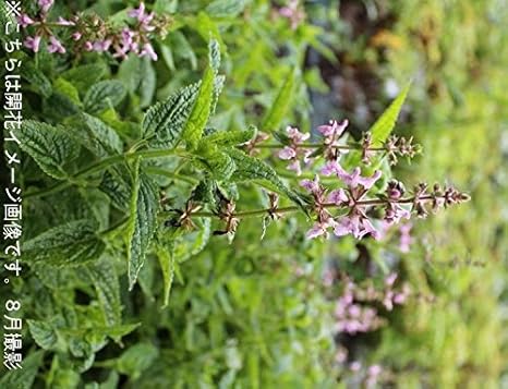 すべての花の画像 ぜいたくチョロギ 種芋 販売