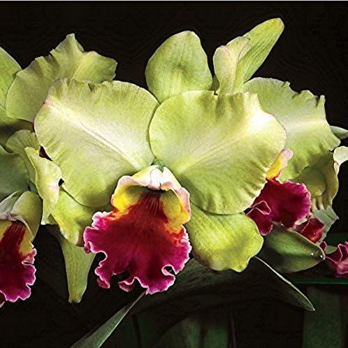 BLC. MAGIC MEADOW ‘NAPOLEAN’ HCC/AOS