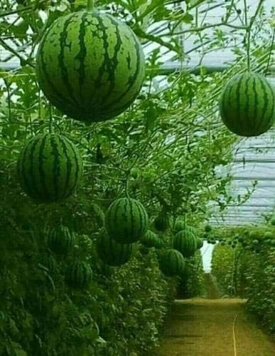 Shopvise Watermelon Seed (10 Per Packet)