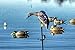 MOJO Outdoors Spinning Wing Duck Decoy, Duck Hunting Gear and Accessories, Gadwall,Beige,One Size,HW2102