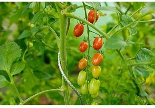 ARTECSIS Tutor de plástico 90 cm, producción de Plantas, Tomates y ...