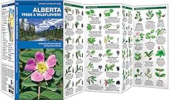 Alberta Trees & Wildflowers: A Folding Pocket Guide