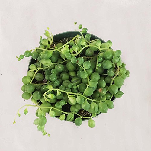 DH7 Enterprise (4 inch) Succulents String of Pearl