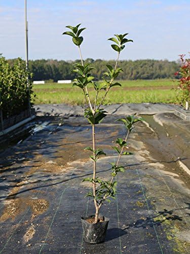 Amazon Co Jp 1年間枯れ保証 生垣樹木 ヒイラギモクセイ 0 5m10 5cmポット ホーム キッチン