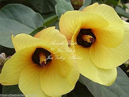 Hibiscus Tiliaceus Sea Hibiscus Blumensamen Helle Gelbe Blumen Alter Orange 25 Seeds Amazon De Garten