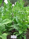 Cuban Criollo 98 Tobacco ~100 seeds