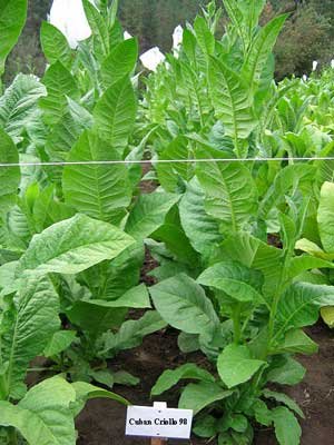 Cuban Criollo 98 Tobacco ~100 seeds Cuban Criollo 98 Tobacco ~100 seeds