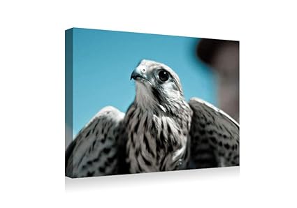 Amazoncom Shadenov Canvas Prints Wall Art Falcon Bird