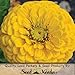 50 Seeds, Dahlia Flowered "Giant Golden Yellow" (Zinnia Elegans) Seeds by Seed Needs