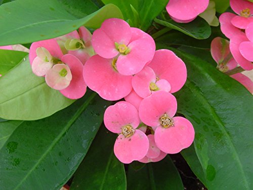 UPC 612068955767, Pink Crown of Thorns Plant - Euphorbia - 5&quot; Pot