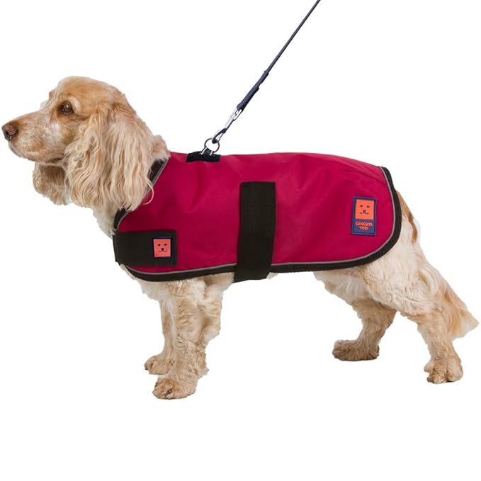 ginger ted dachshund coat