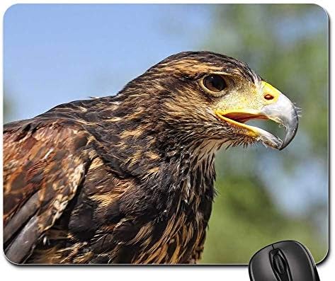 Amazoncom Home Comforts Peel N Stick Poster Of Bird Beak