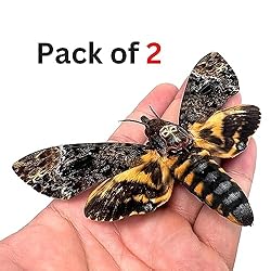 vinatimes Lot of 2 Real Death Head Moth Acherontia