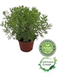Echte Wasabi Pflanze, Echter Wasabi Winterhart