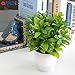 OFFIDIX Mini Plastic Artificial Eucalyptus Leaves Topiary Plant with Pots,Faux Plant Small Plants for Home,Office and Bathroom Decoration