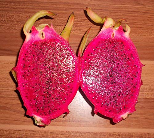 Portal Cool Pitahaya Red Dragon Fruit 50 Samen Red Fleshy Rare