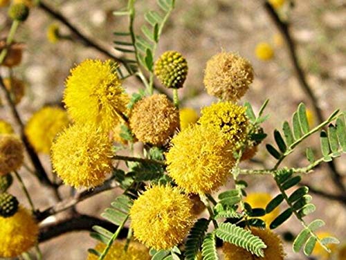 Pinkdose 30 Cultivar un huerto casero Plantas Zinnia del Oso Polar ...