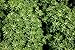 Fenugreek Seeds, 8 Ounces — Non-GMO Verified, Whole, Raw, Sproutable, Vegan, Kosher, Bulk Methi, Good Source of Dietary Fiber, Protein, Iron, Great for Pickling, Vegetable Dishes, and Spice Mixes