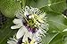Dried Passion Flower Herb, Wild Flower #2 Herbal Dried Tea, Leaf, Herb (4 ounce)