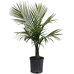 Majesty Palm in Pot