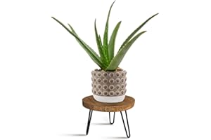 OBTAIN Plant Stand Indoor Outdoor, Wooden plant Stool, Mid Century Plant Stand for Indoor Plants, Wood Modern Plant Holder Rattan Flower, Low Short Boho Rustic Planter Stand Fit 5-15 Inch Pot(M)