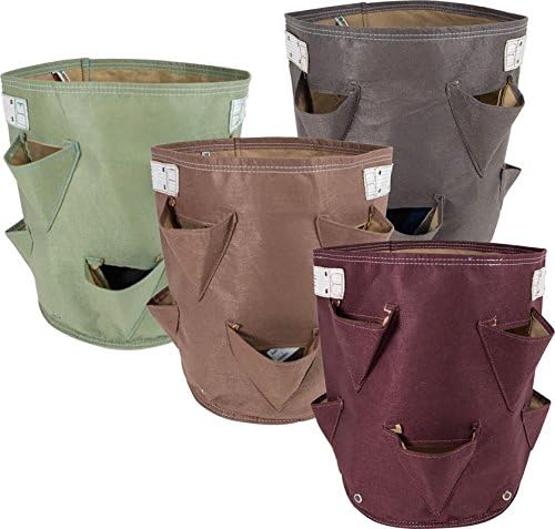 Bloem SBP-Mix-2 010090 Bloembagz Strawberry Planter Assorted