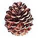 Natural Ponderosa Pine Cones Accent Decorations 3 to 4